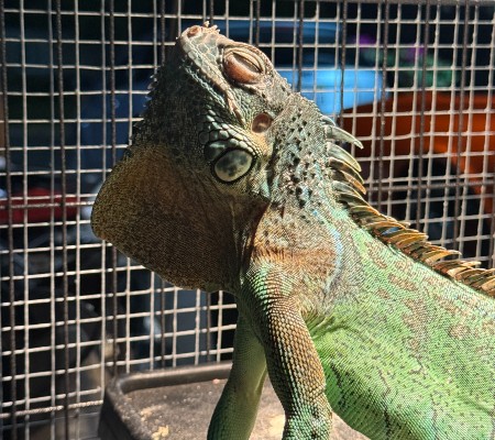 Large green iguana smiling